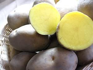 インカのめざめ 1.5kg(サイズ無選別) お試し用 いんかの目覚め 栗の様な甘いじゃがいも 美味しいジャガイモ(北海道産 インカ めざめ)