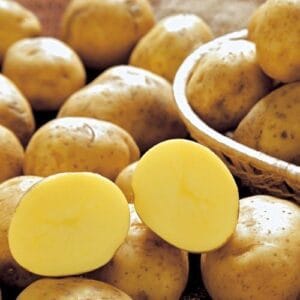 ジャガイモ種芋 十勝こがね 北海道産 馬鈴薯