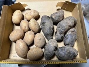 【希少】 じゃがいも 種芋 ほっかいこがね シャドークイーン 1キロ