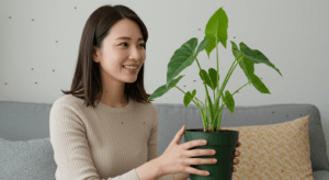 観葉植物の世話をしている日本人女性が、室内でコバエに囲まれた植物を見つめながら、簡単な駆除方法を考えているシーン。