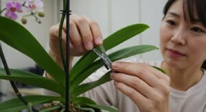 支柱を使わずに自然に育てた胡蝶蘭を観察する日本人女性の姿