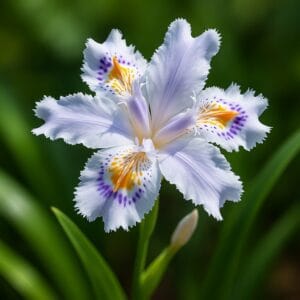 <img src="h1_title.jpg" alt="シャガオリジナル画像">