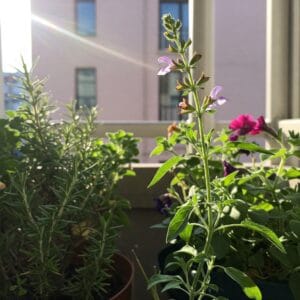 <img src="leggy_growth.jpg" alt="日照不足でひょろひょろに伸びたチェリーセージの茎のクローズアップ">