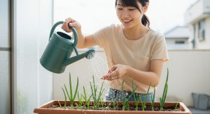 プランターに植えた九条ネギの苗にジョウロで優しく水やりする様子