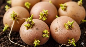 準備するべき秋ジャガイモの種芋