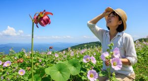 夏の山野でウツボグサとゼニバアオイの小さい紫色の雑草を眺める日本人の女性