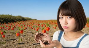 マツバウンランの群落を前に、駆除の重要性について考える日本人の女性