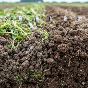 耕運機で耕されたばかりの畑の土のクローズアップ。土の中には細かくすき込まれた雑草の茎や葉が見え、土の団粒構造が形成されている様子がわかる。