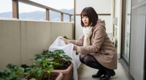 \<img src="h3\_okureta.jpg" alt="冬のコートとミニスカート姿の若い日本人女性が、寒そうにベランダでいちごの苗に寒冷紗をかけている全身の様子。"\>
