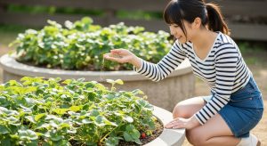 \<img src="h3\_mizuyari-tsuihi.jpg" alt="カジュアルなミニスカート姿の若い日本人女性が、プランターのいちごの株元から離して追肥をしている全身の様子。"\>