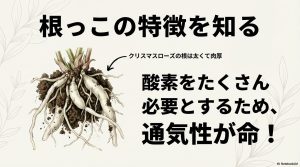 クリスマスローズの太く肉質な根のイラストと、酸素を必要とする通気性の重要性の解説