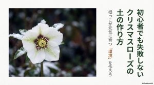 雪の中のクリスマスローズと「初心者でも失敗しない土の作り方」のタイトル画像