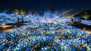 夜の舎人公園ネモフィラ花壇。青いネモフィラの絨毯が幻想的にライトアップされ、魔法のような世界観。SNS映えする絶景スポット。