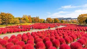 秋の舎人公園あさひの広場。澄んだ秋空の下、丸々と赤く色づいたコキア（ほうき草）が野原を埋め尽くす美しい紅葉風景。