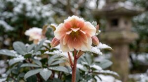 冬の日本の庭で、雪に洗われながらも凛として上向きに咲くクリスマスローズ キャメロット。クリーム色からピンク、アンティークコッパーへと色彩を変化させる花が、経験豊富なガーデナーによる管理のもと、健康に育っている様子を捉えた近接写真。專業知識と信頼性を示す。