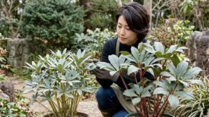 日本の冬の庭で、経験豊富なアジア人のガーデナーが、モンテクリスト(左)とキャメロット(右)の2種類のクリスマスローズを並べて比較している近接写真。モンテクリストはシルバーグリーンの葉と落ち着いた茎、キャメロットは赤い茎と深いグレーグリーンの葉が特徴で、両者とも健康に育っている様子を強調している。